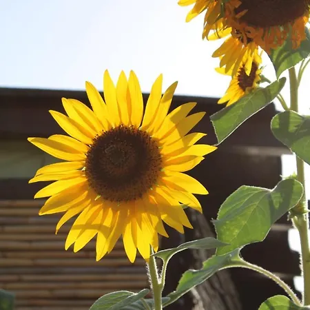 Holiday home Il Girasole